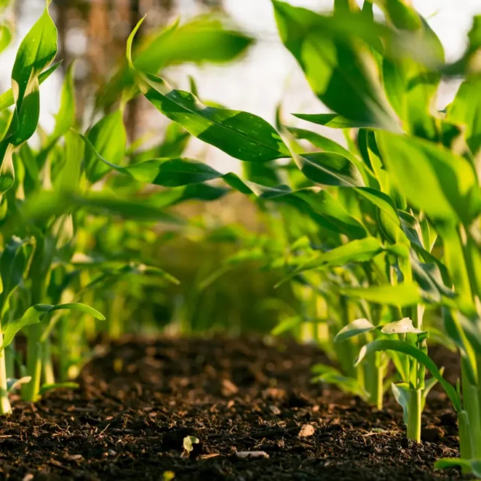 Organics Plants - Rockland County NY