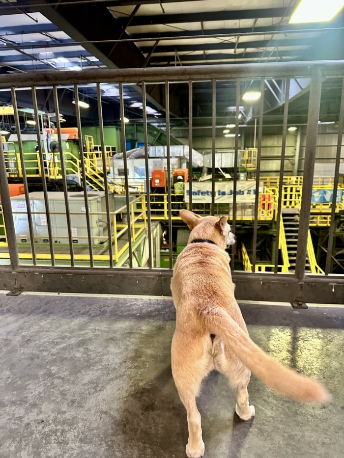 Dog in The Recycling Company Observing If The Work Is Done Properly